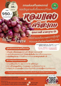 ขอประชาสัมพันธ์จำหน่ายหอมแดงมัดจุกเป็นถุงตาข่ายแดง พารามิเตอร์รูปภาพ 1